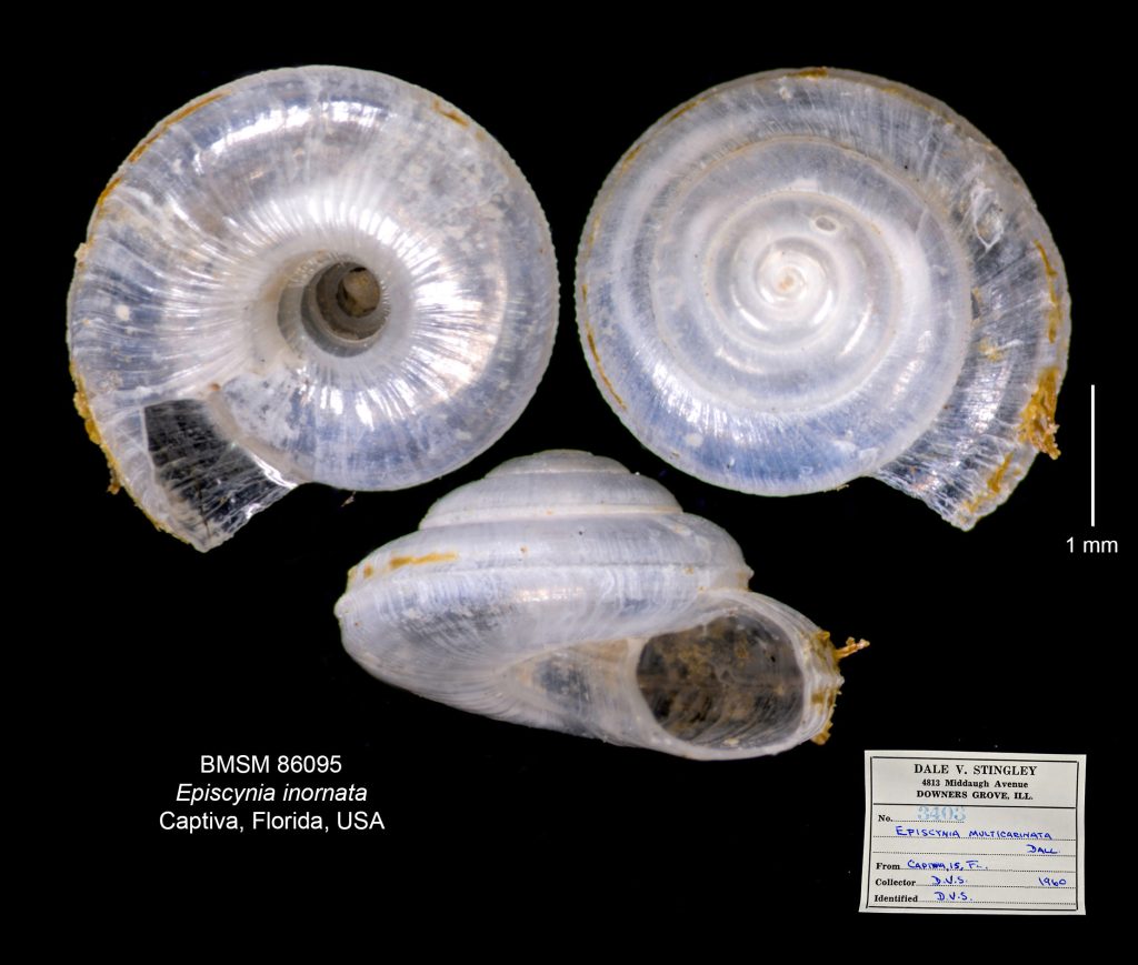 Episcynia inornata