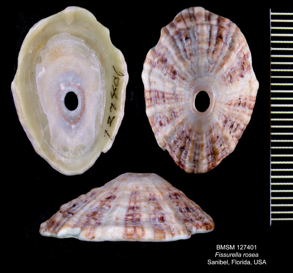 Fissurella rosea