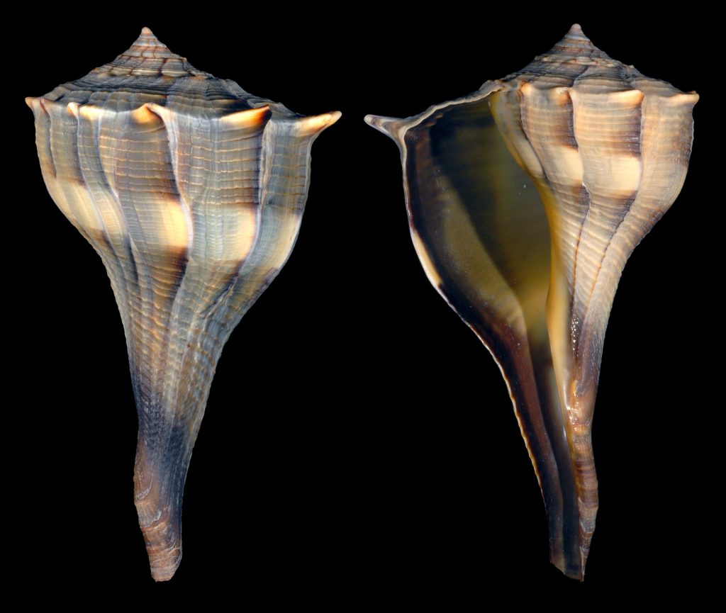 Lightning Whelk