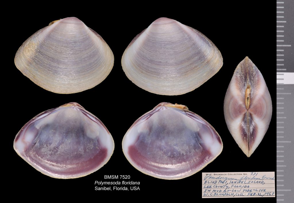 Polymesoda floridana