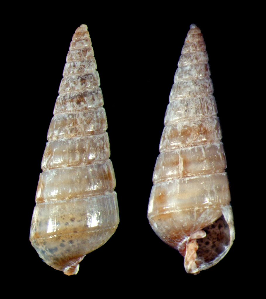 Crenulated Pyram