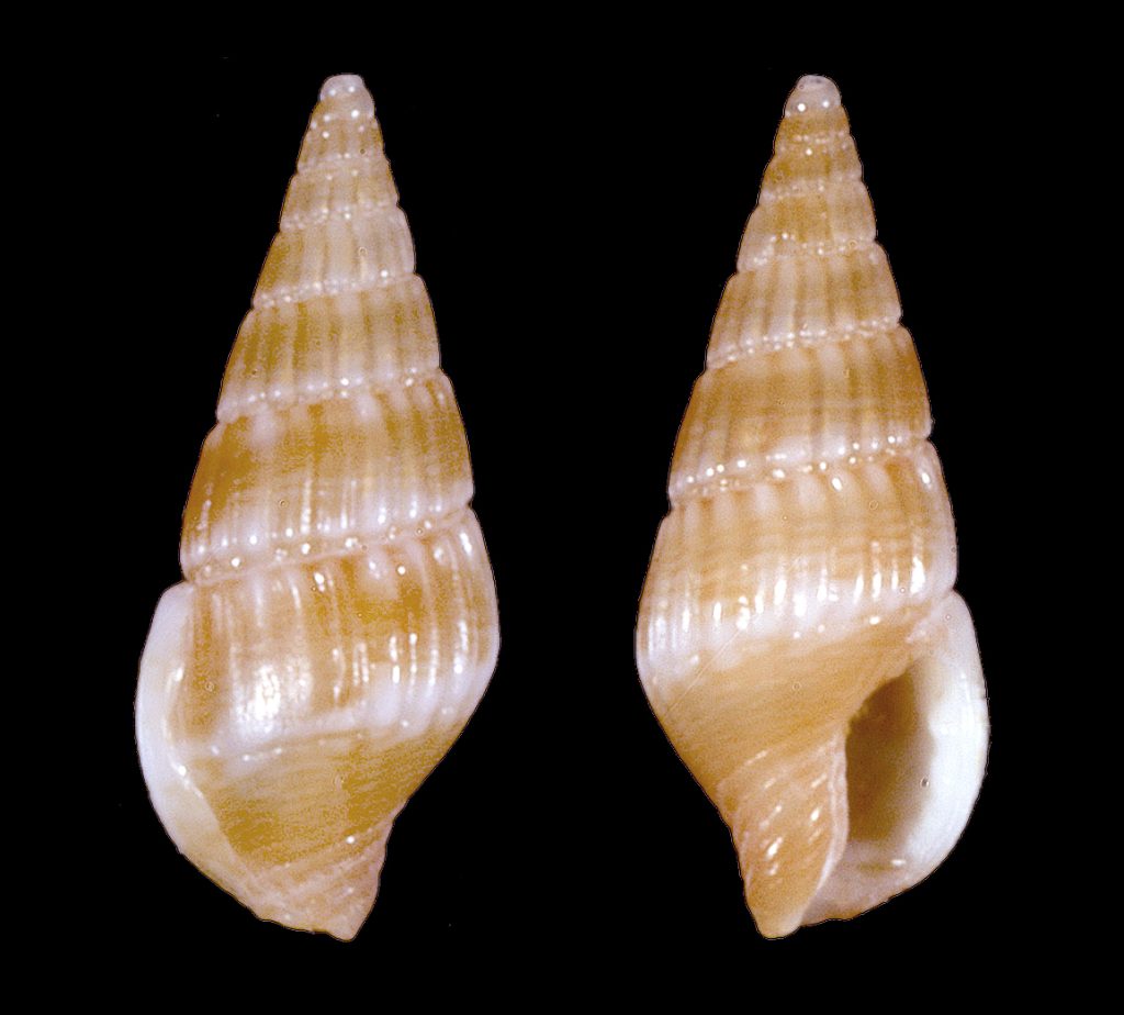 Lineate Dove Snail