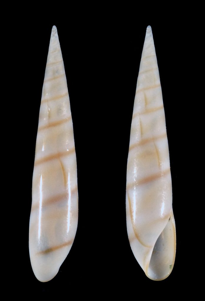 Eulima bifasciata