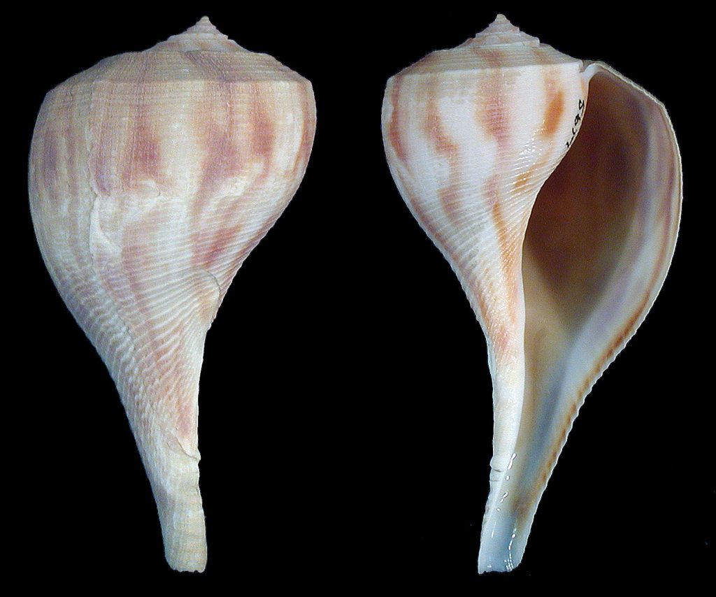 Pear Whelk