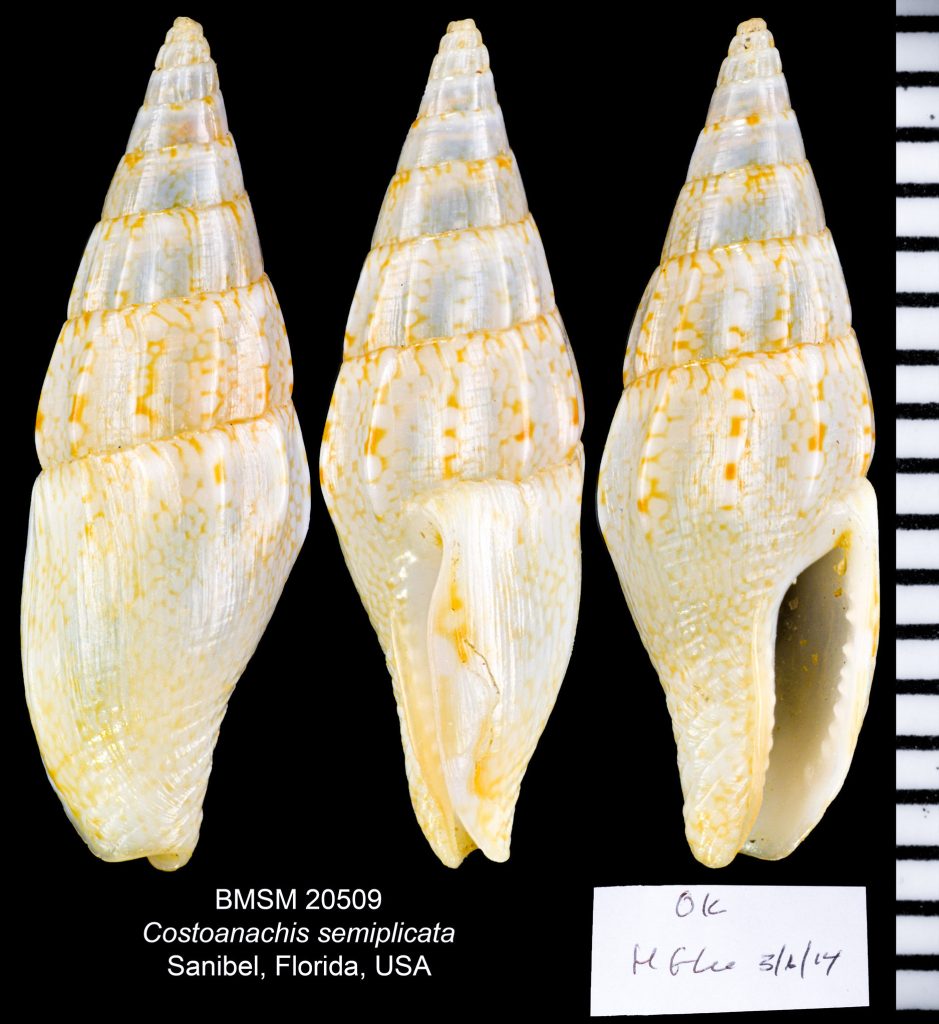 Gulf Dove Snail