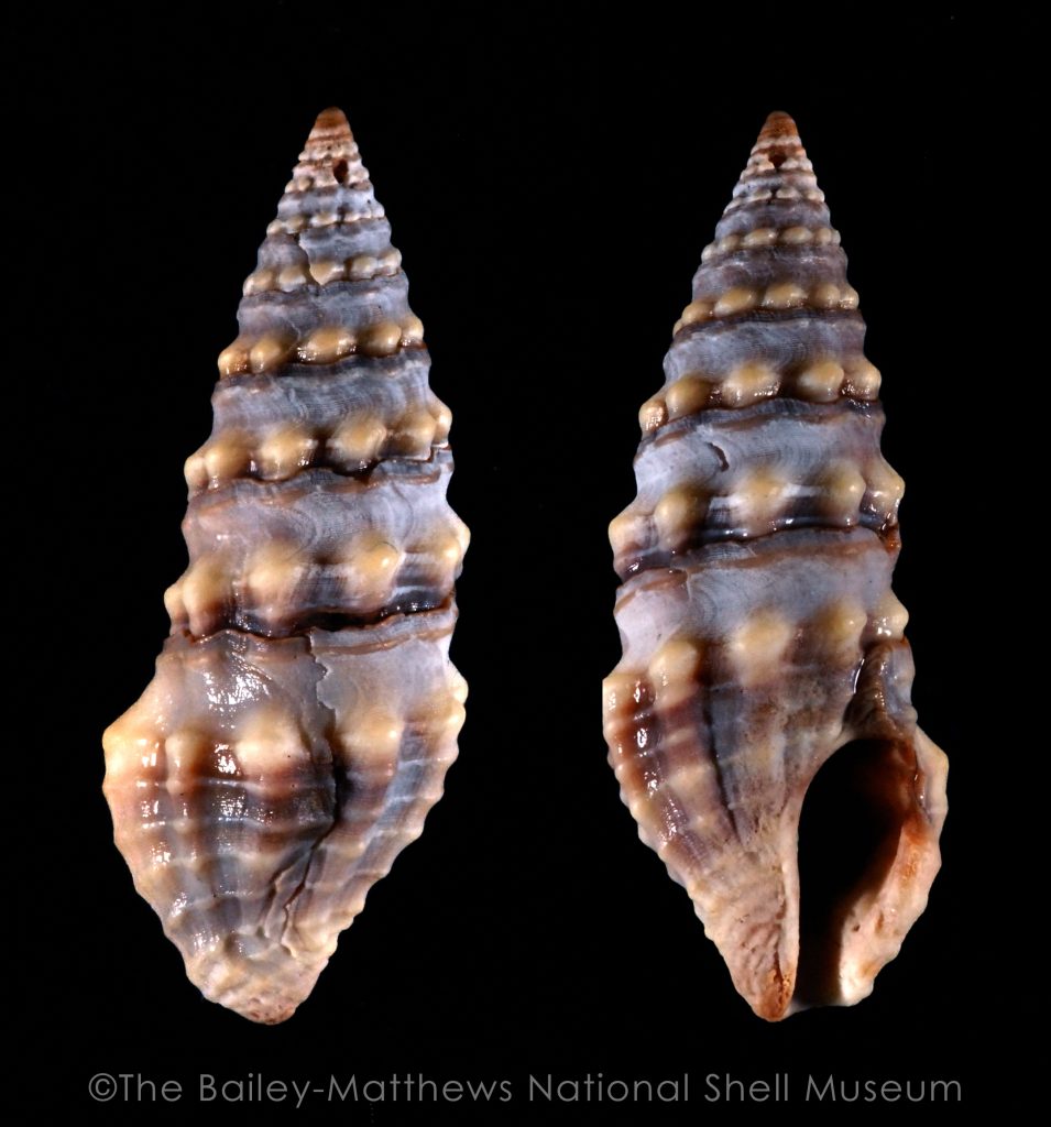 Atlantic Necklace Turrid