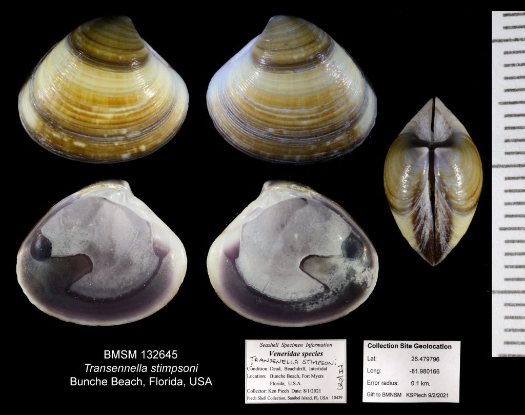 Transennella stimpsoni