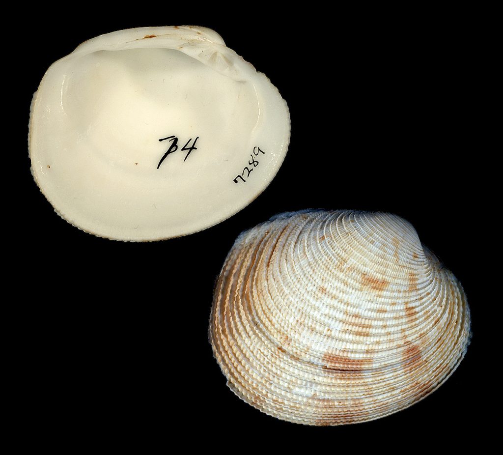 Periglypta listeri
