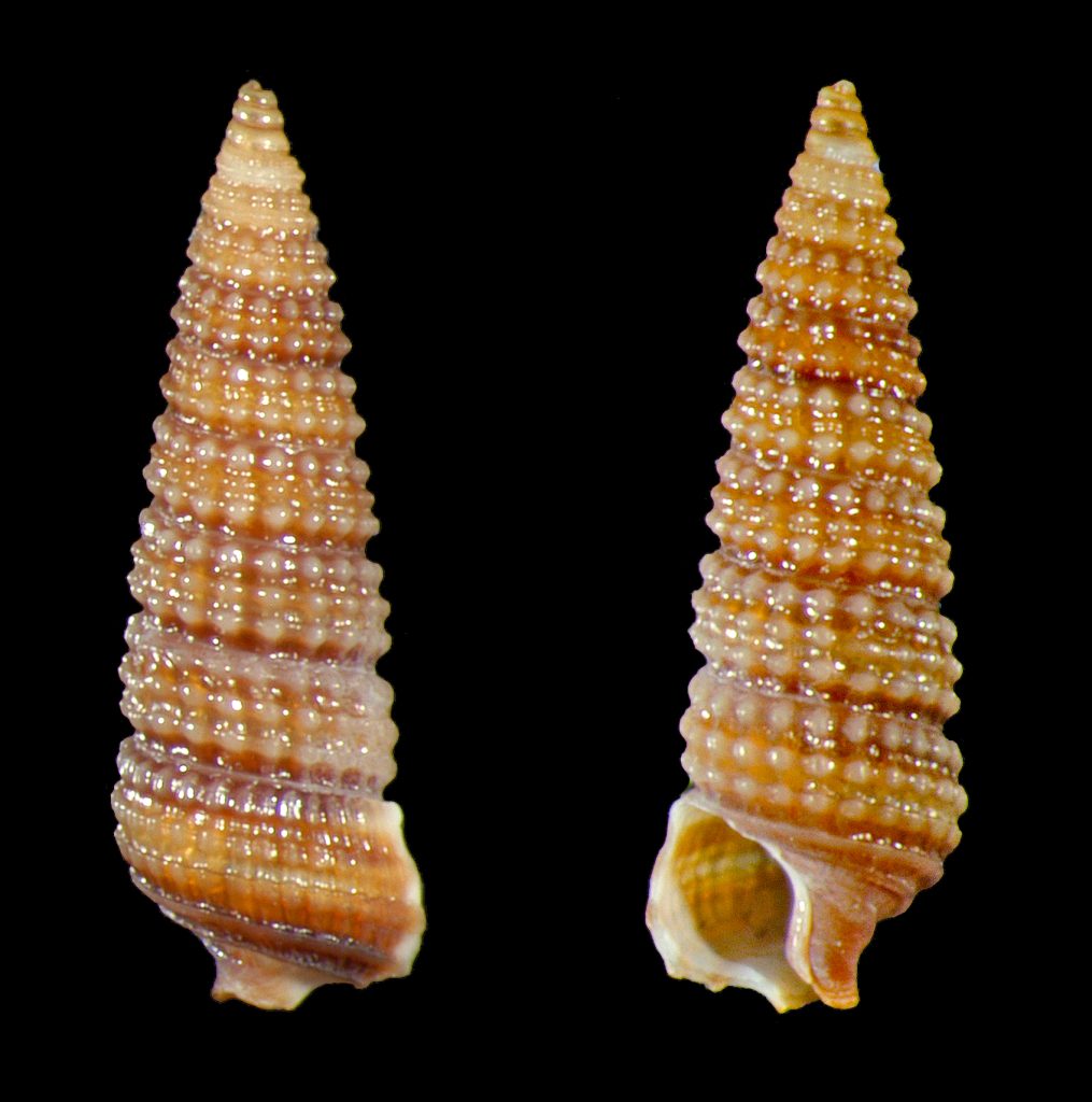 Modest Triphora