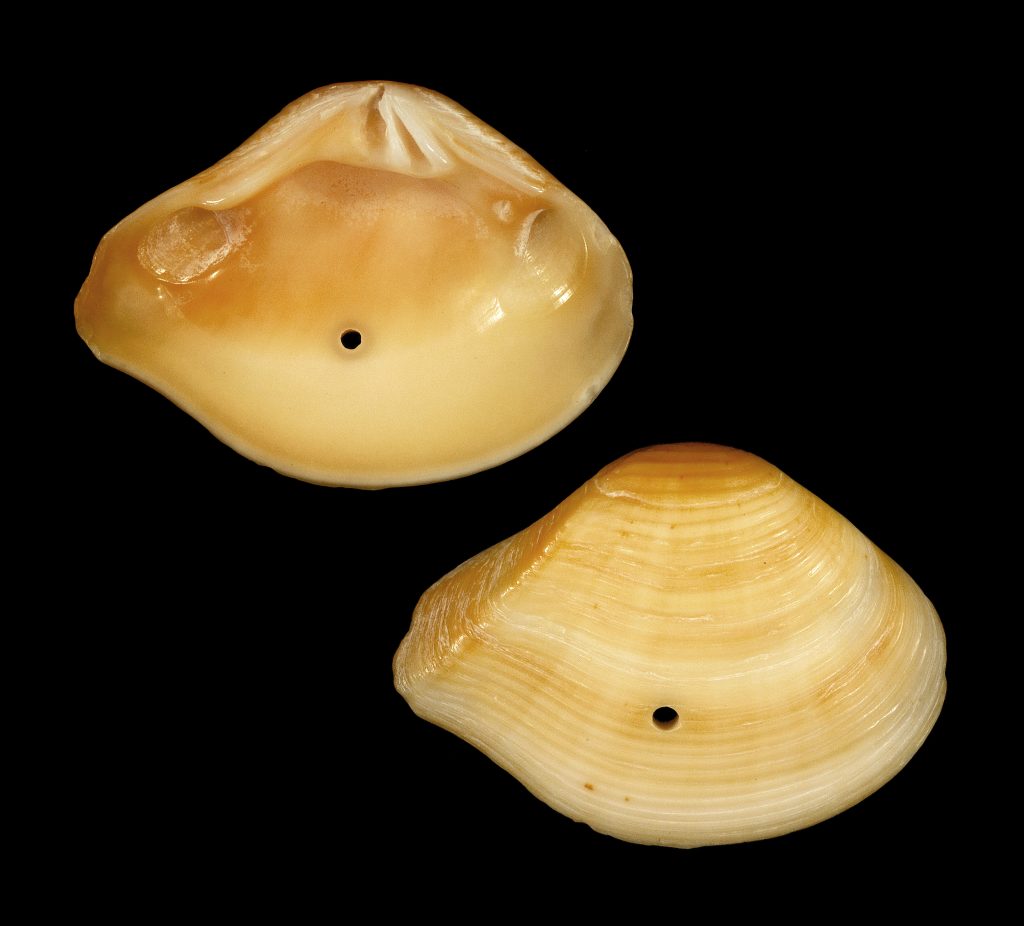 Beautiful Crassatella