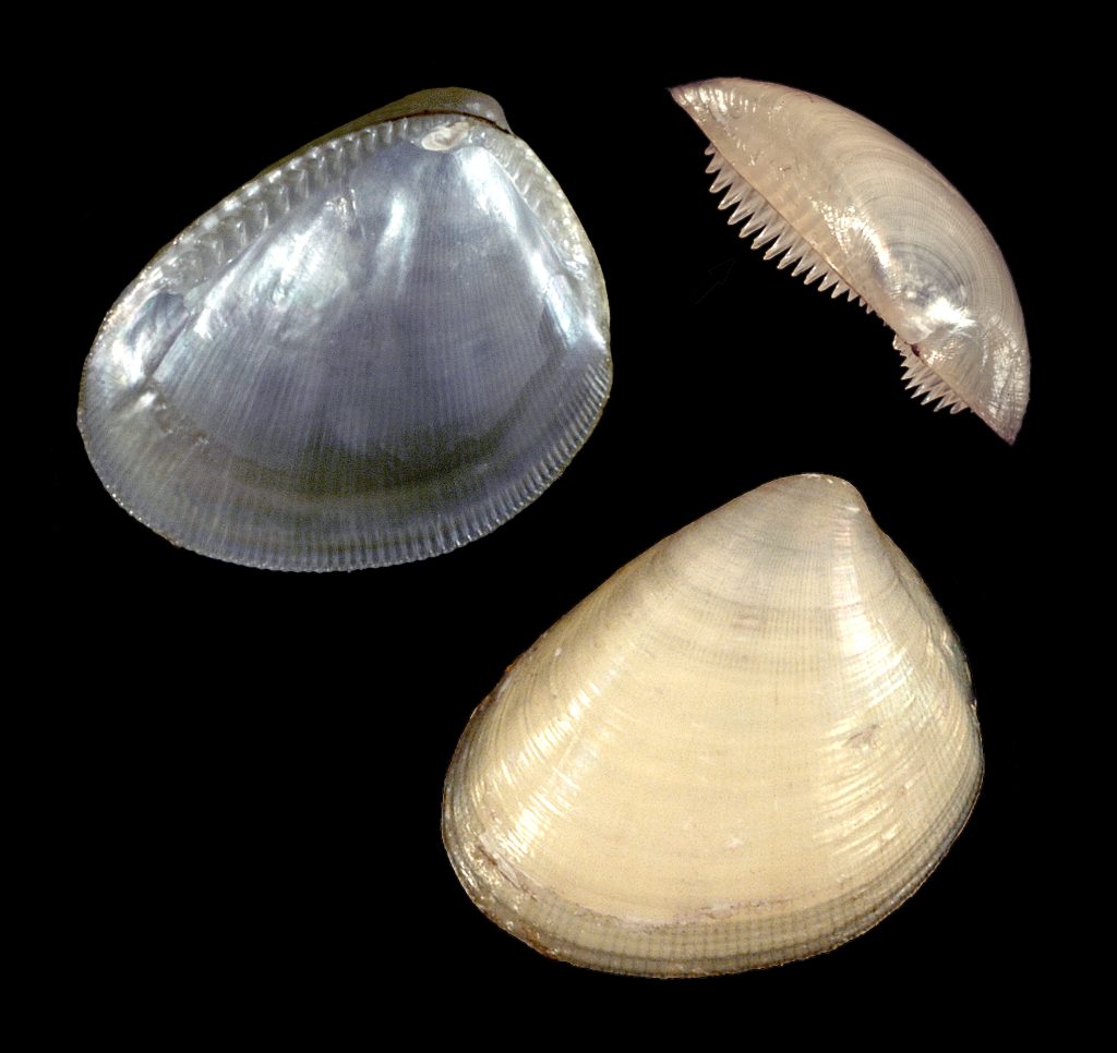 Atlantic Nut Clam