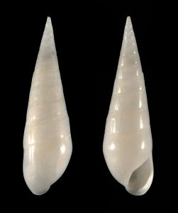 Melanella conoidea