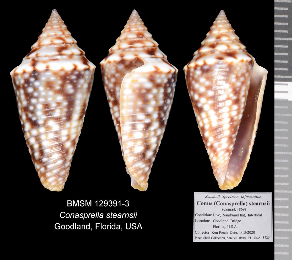 Dusky Cone