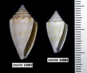 Conasprella pealii