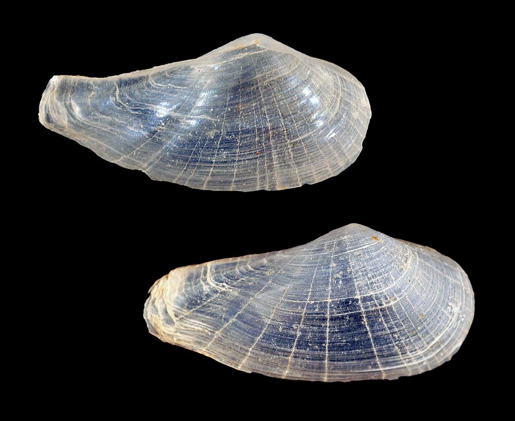 Lyonsia floridana