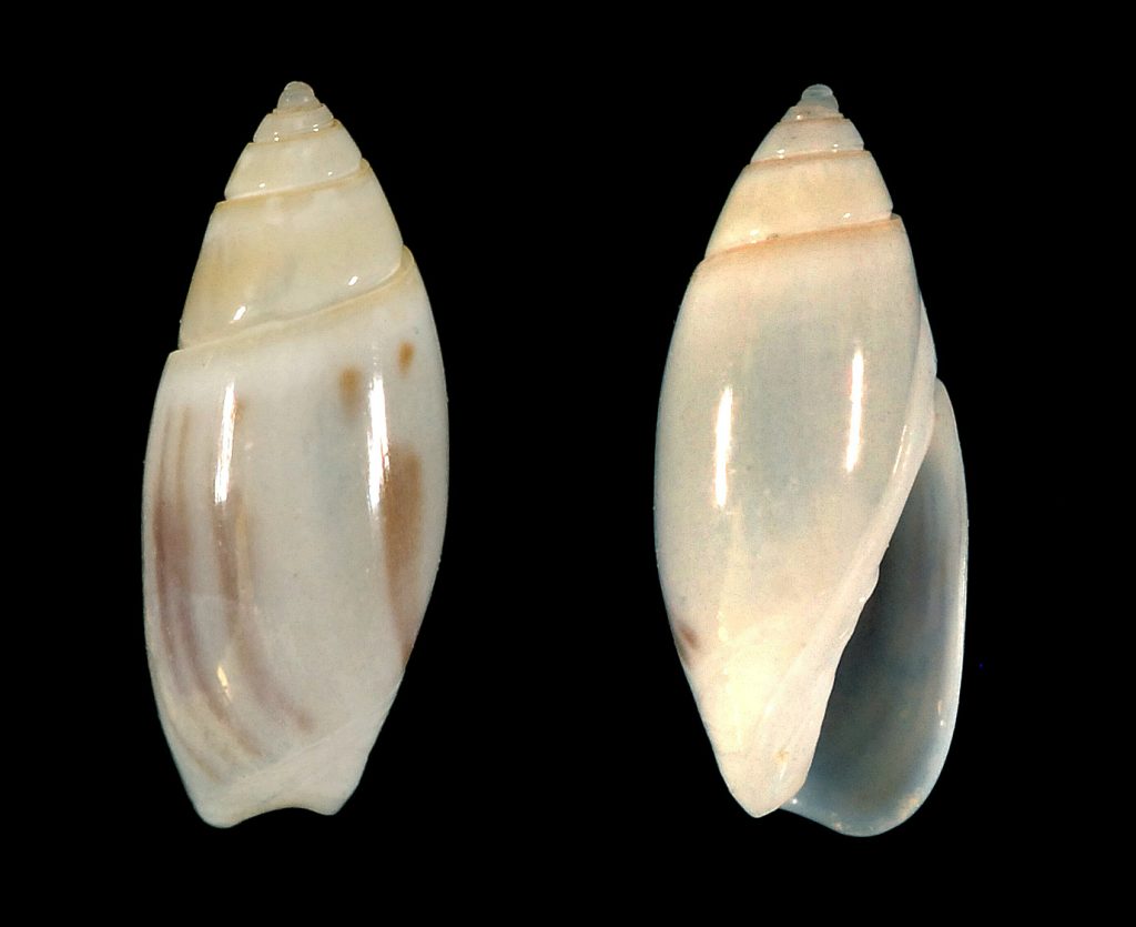 Olivella sp.