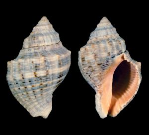 Florida Rock Snail