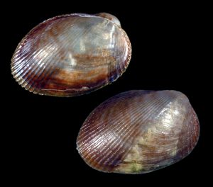 Lateral Mussel