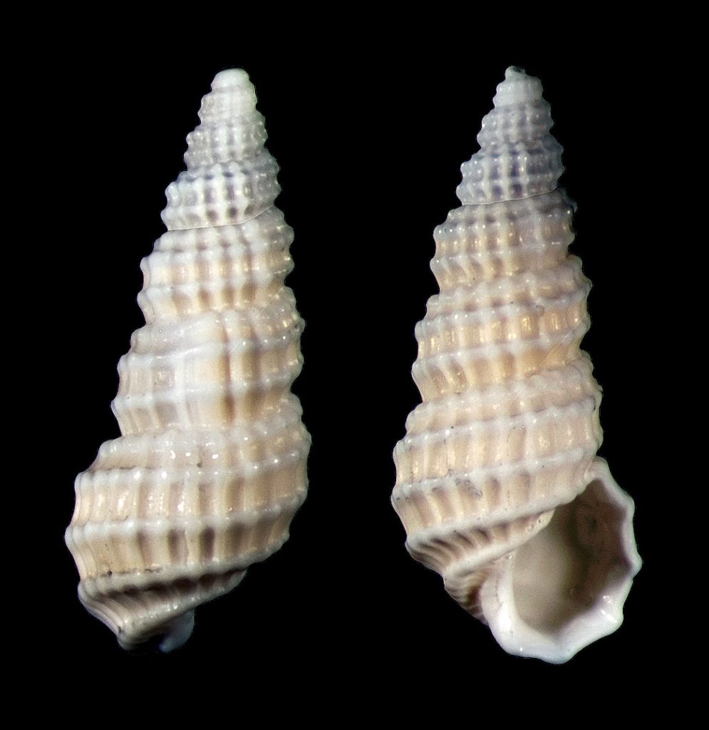 Netted Pyram