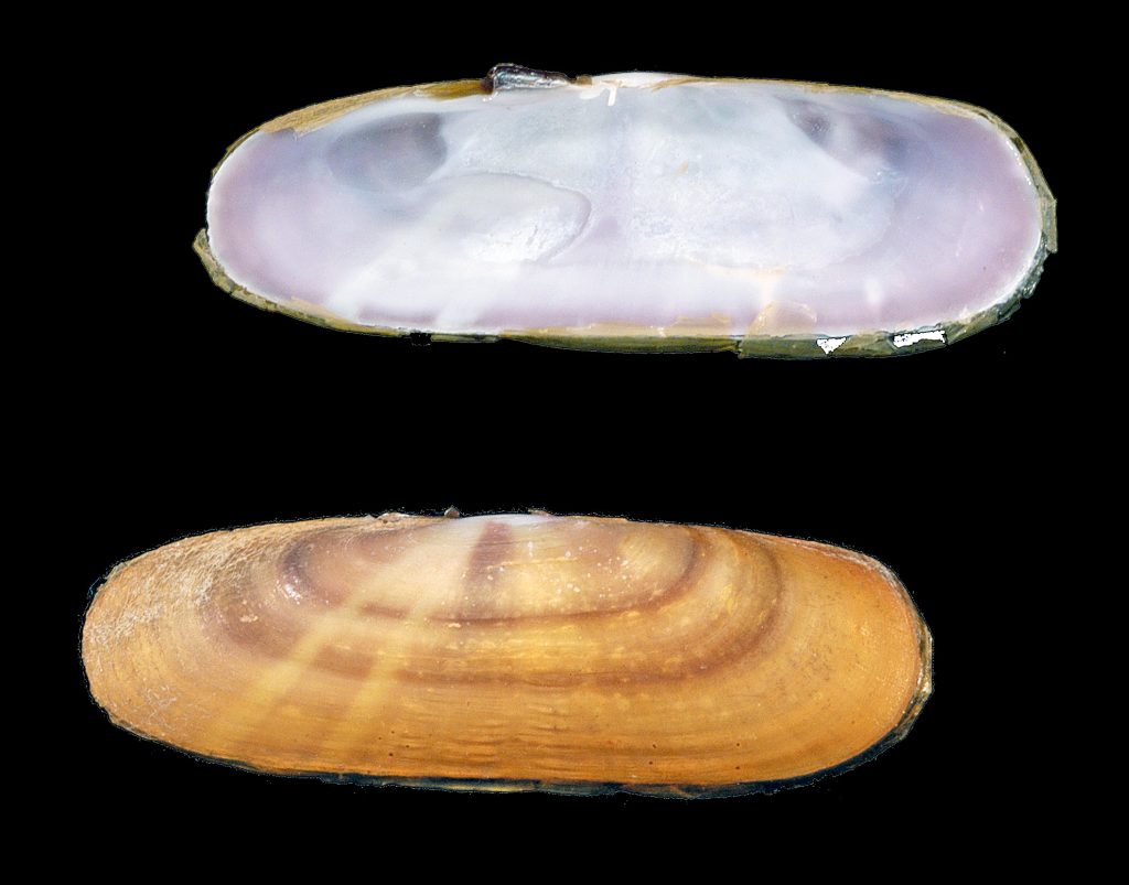 Tagelus divisus