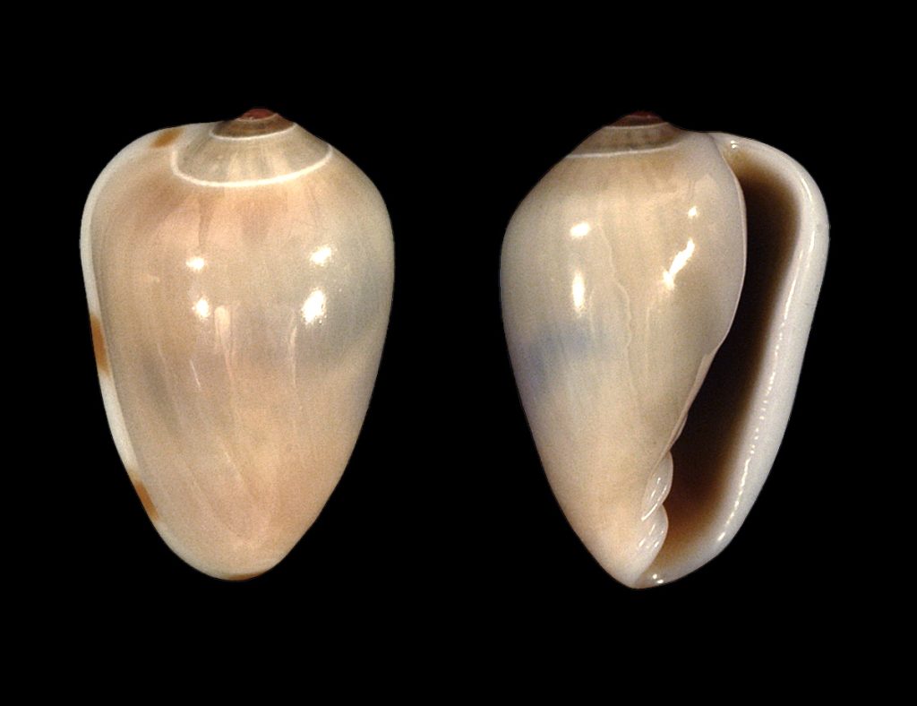 Common Atlantic Marginella