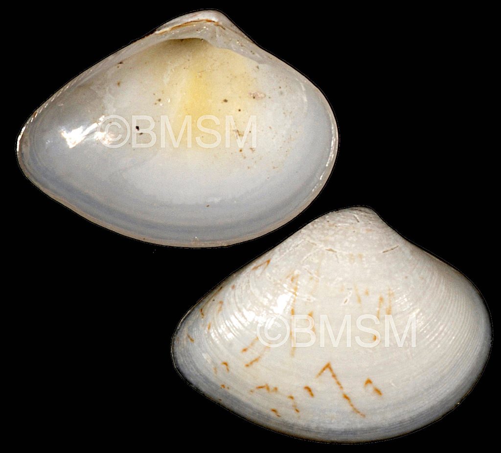 Transennella conradina