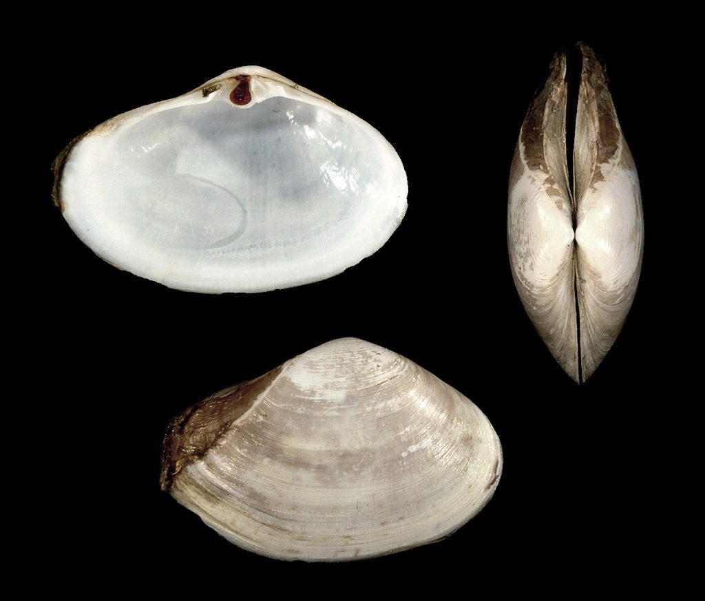 Fragile Surf Clam