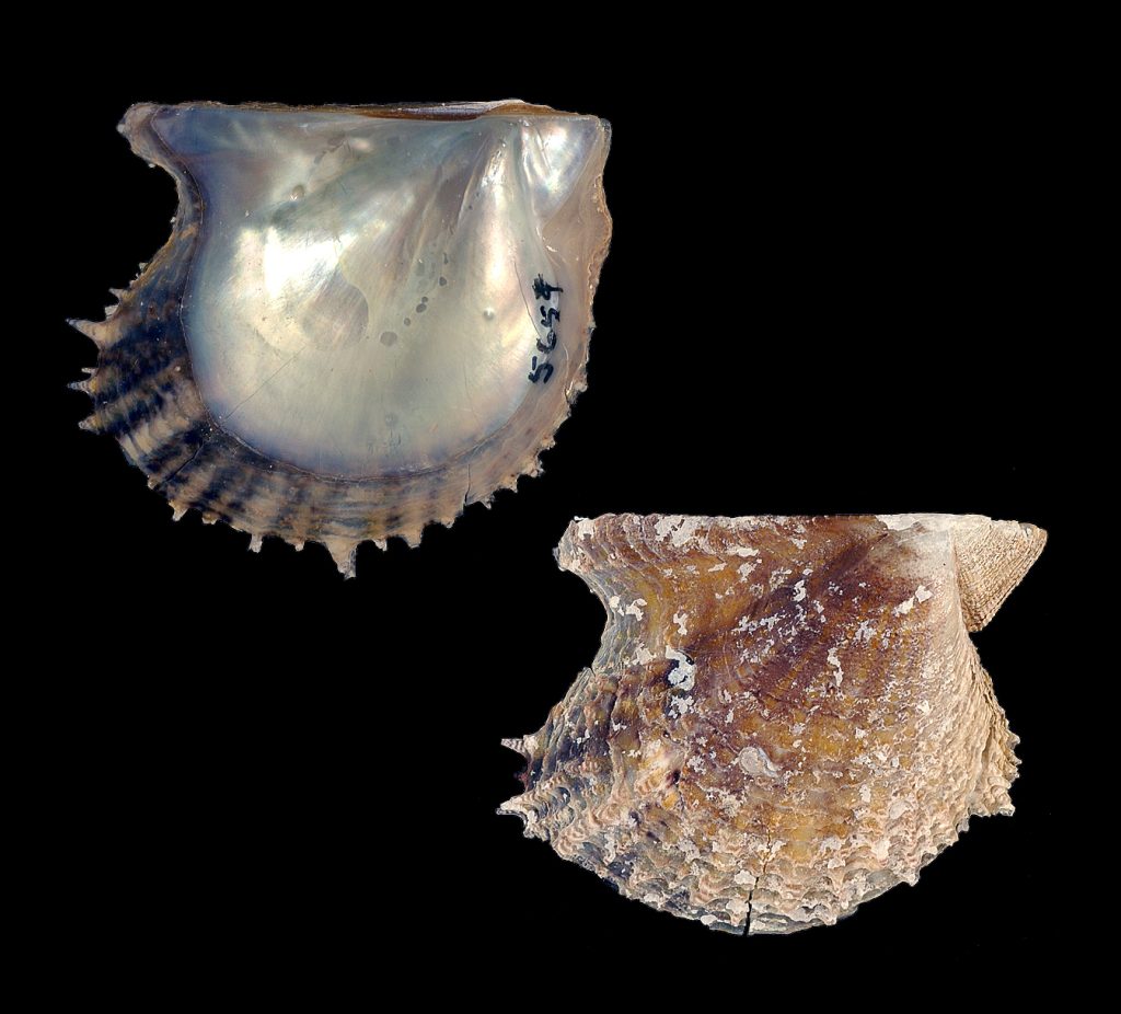 Atlantic Pearl Oyster