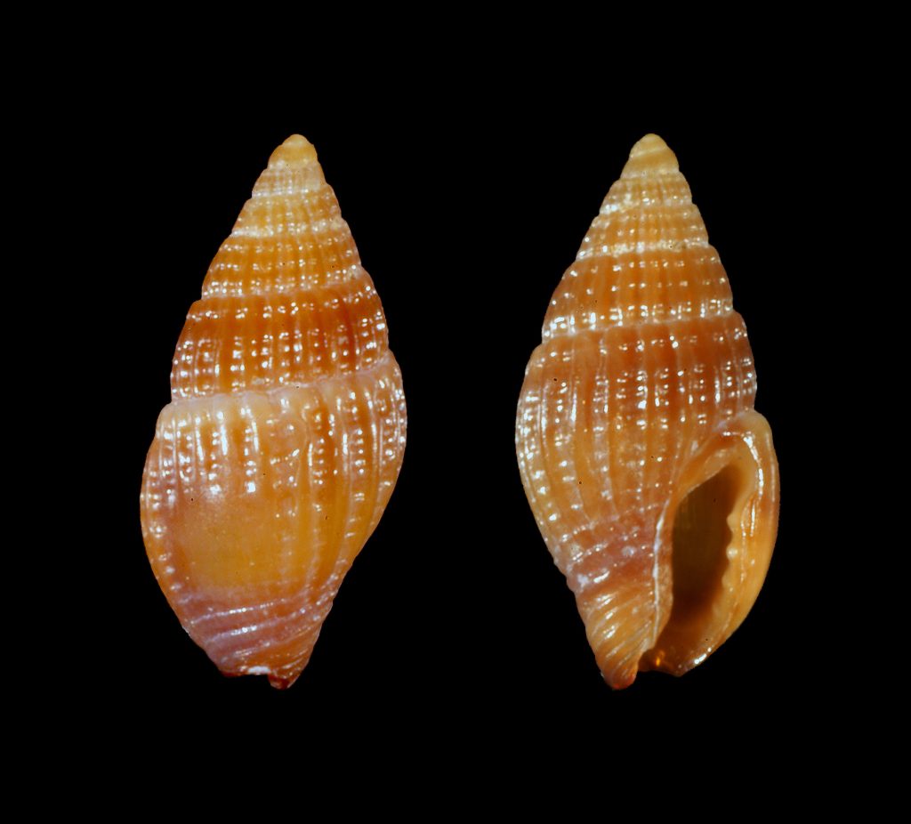 Oyster Dove Snail