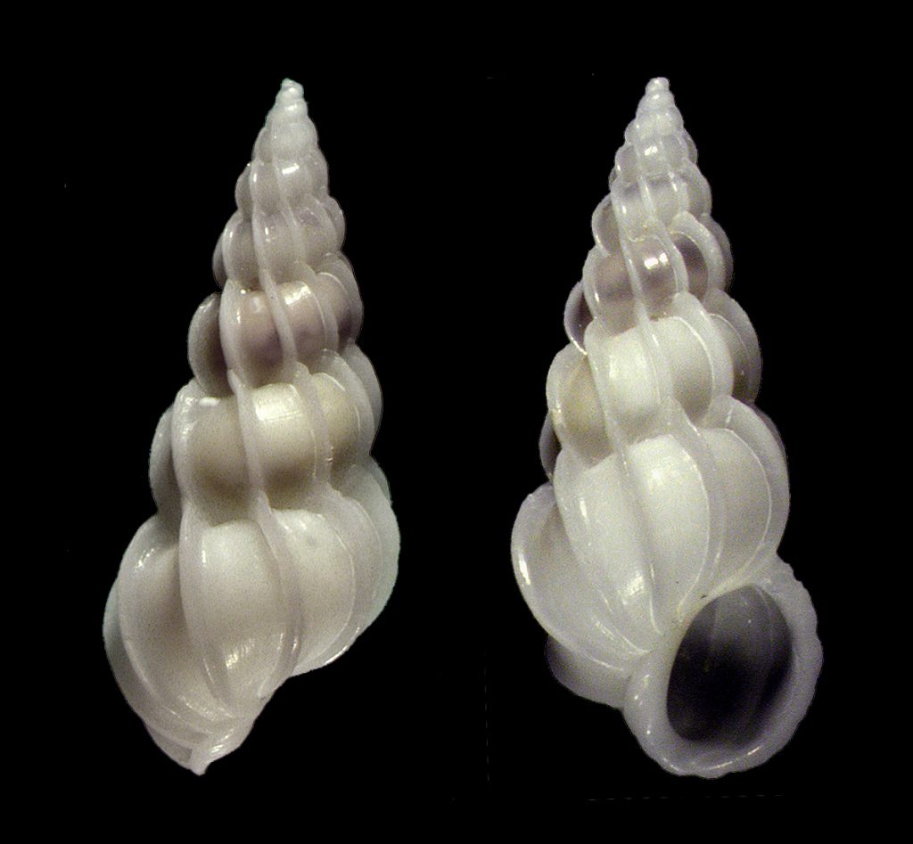 Bladed Wentletrap