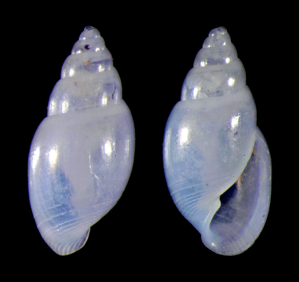 Pitted Baby Bubble