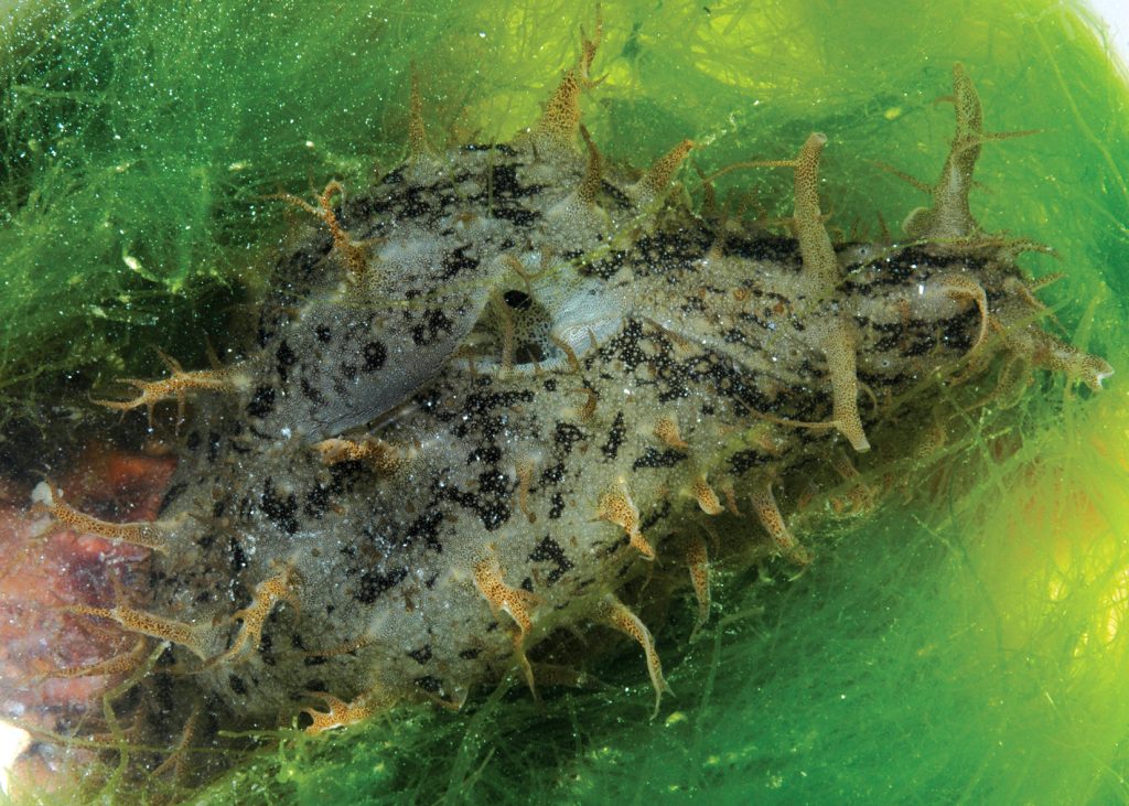 Ragged Sea Hare