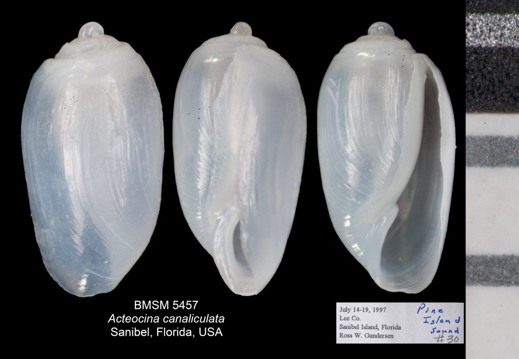 Channeled Barrel Bubble