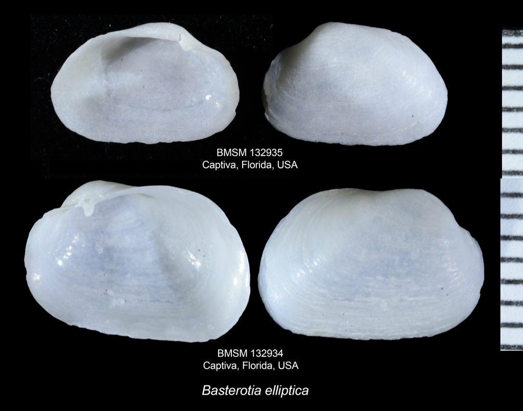 Basterotia elliptica
