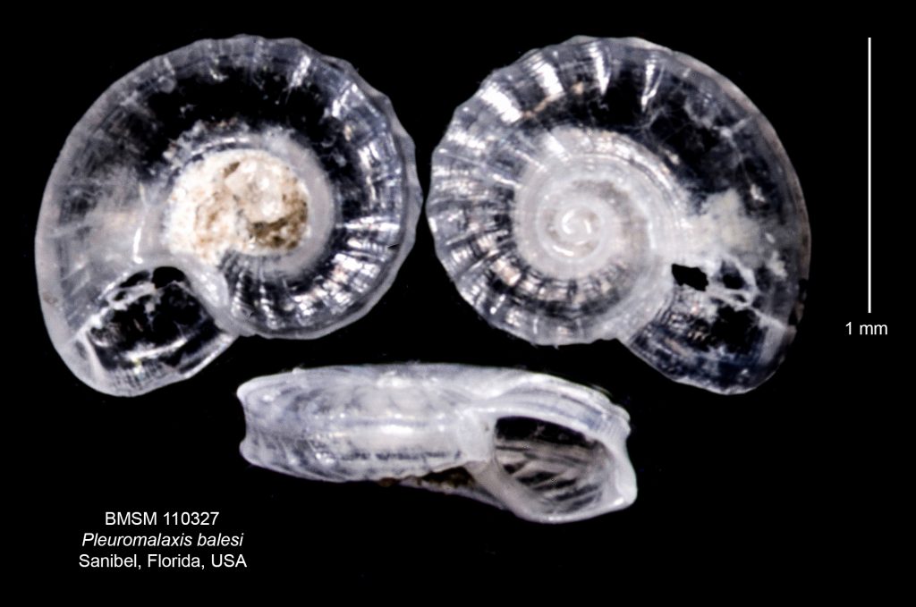 Pleuromalaxis balesi