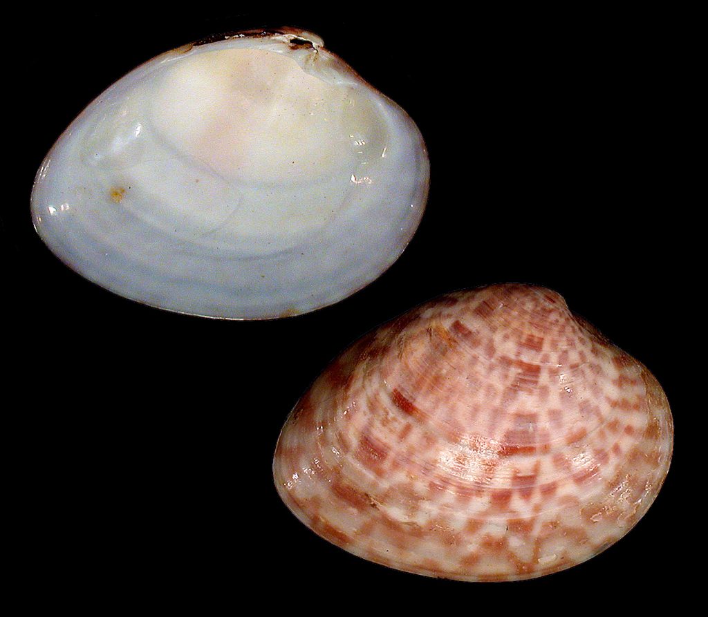 Megapitaria maculata