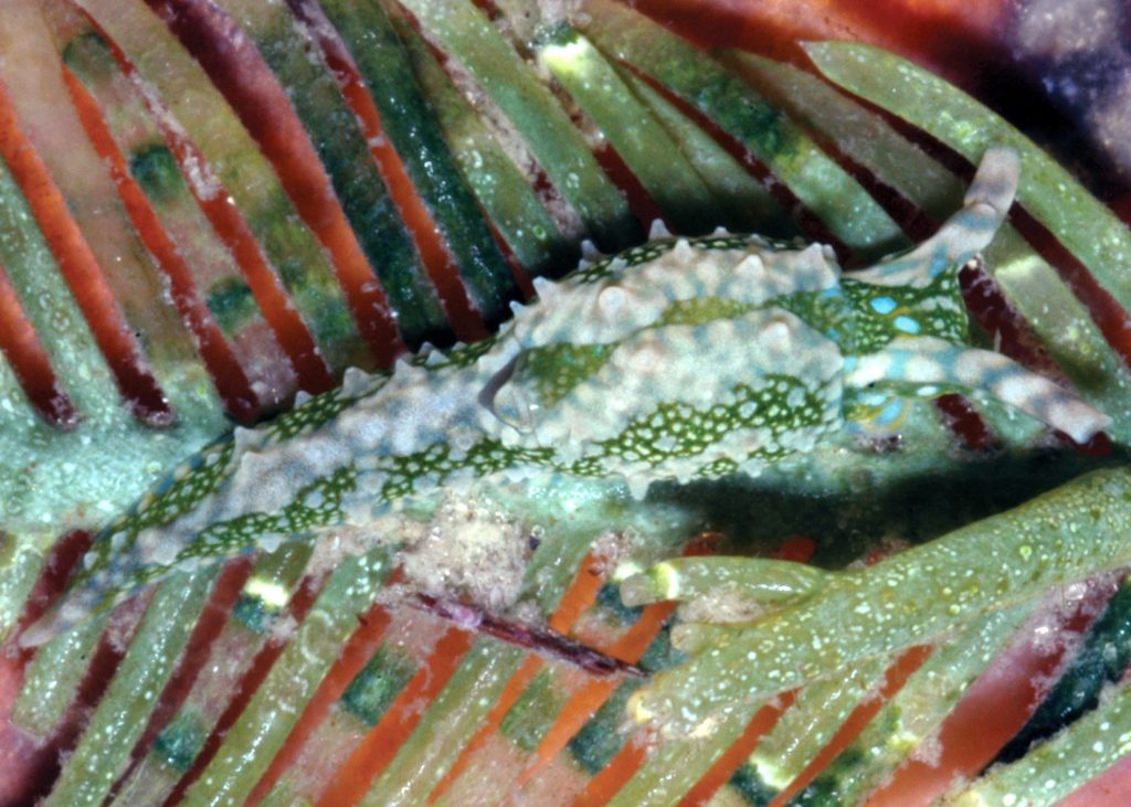 Blue Spot Oxynoe