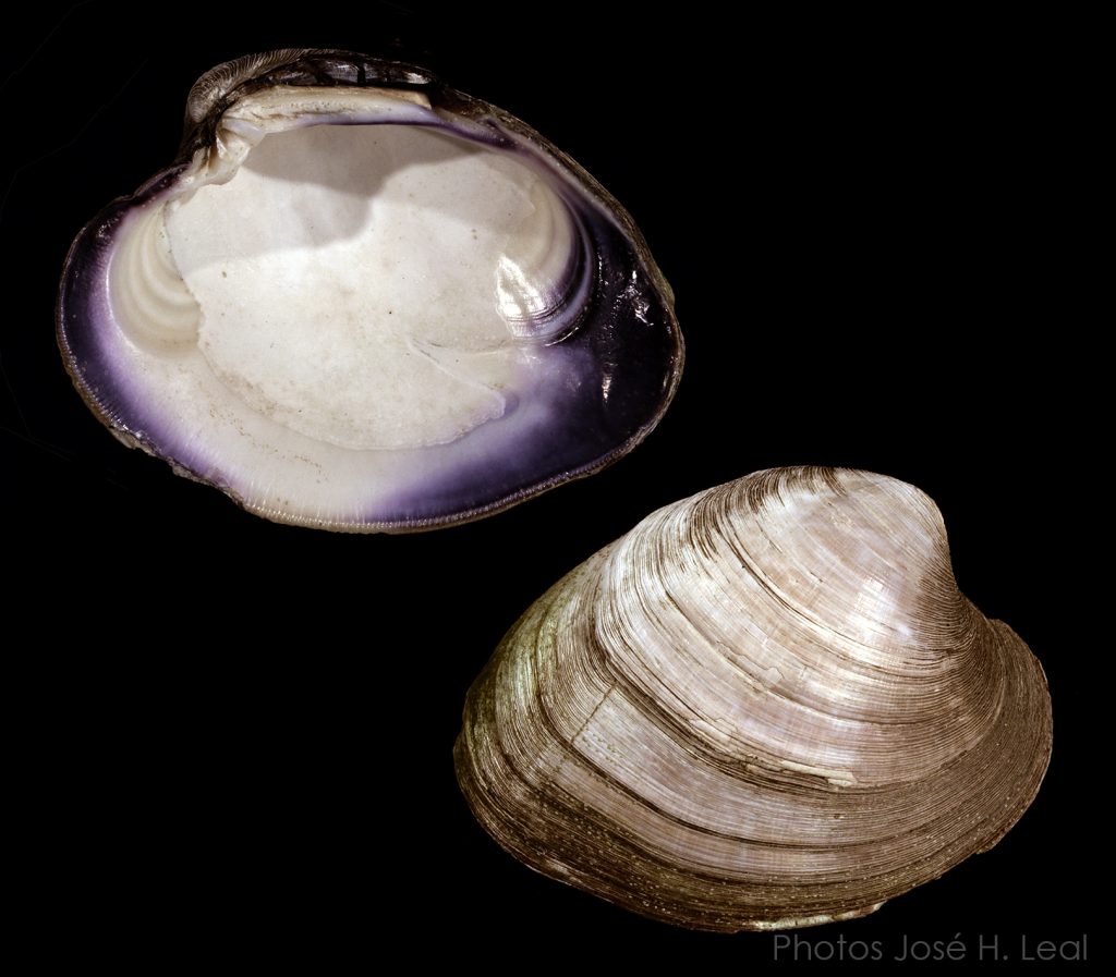 Mercenaria mercenaria