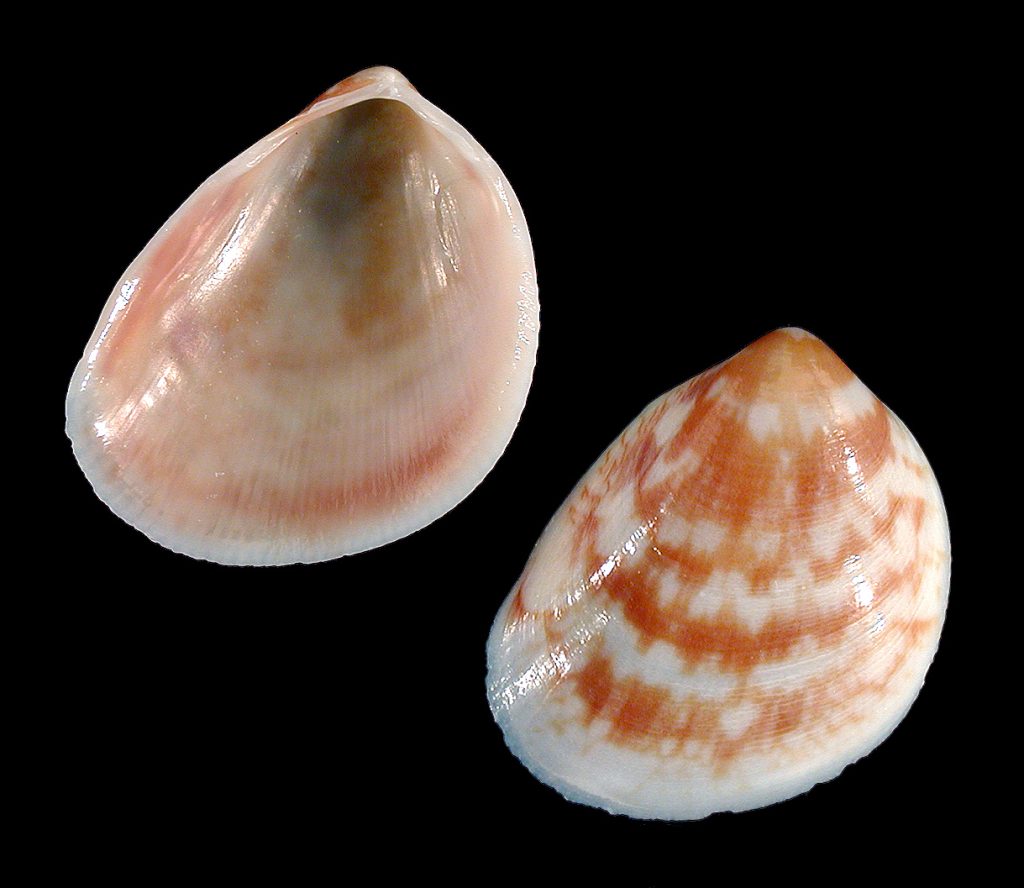 Painted Egg Cockle