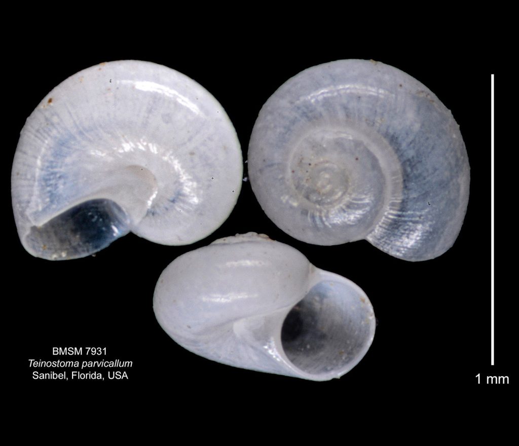 Teinostoma parvicallum