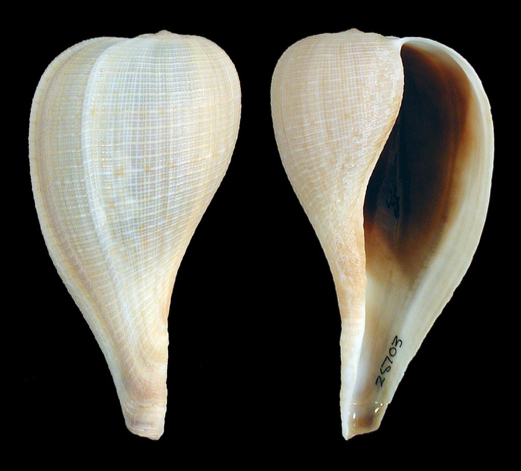 Atlantic Fig Snail