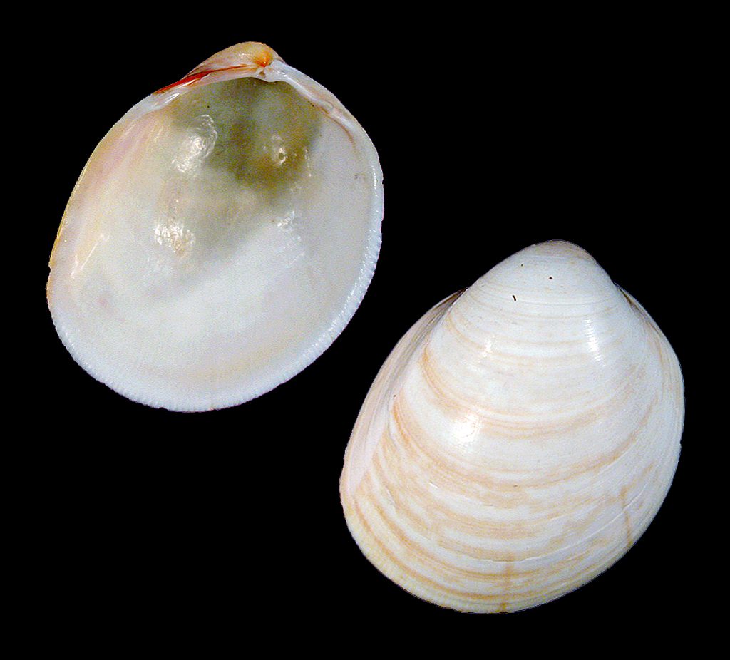 Common Egg Cockle