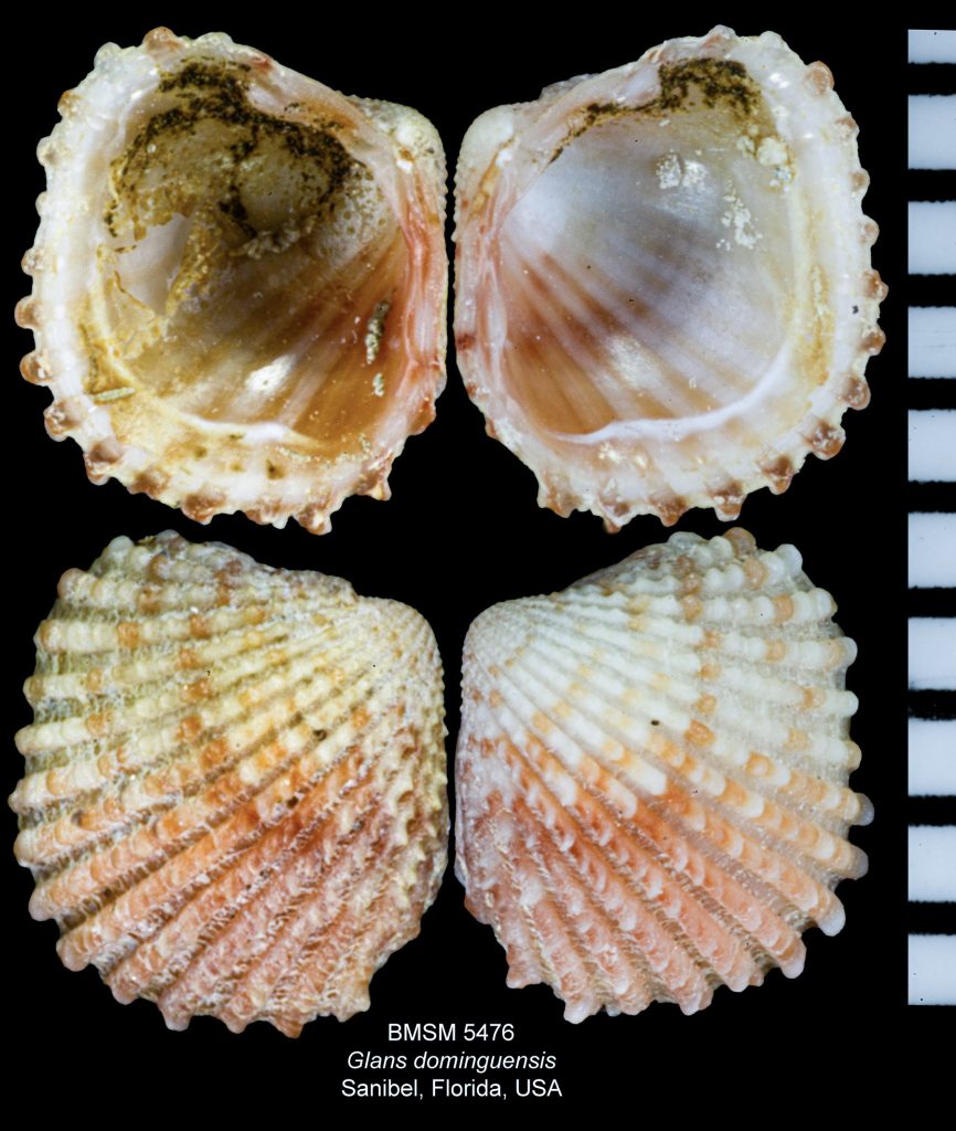 Glans dominguensis