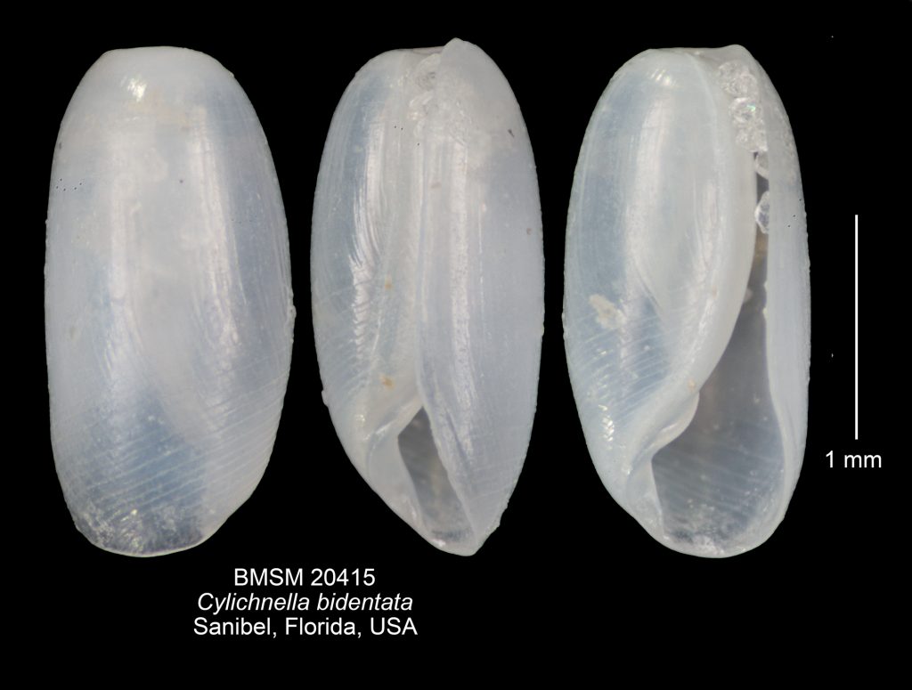 Two-tooth Barrel Bubble