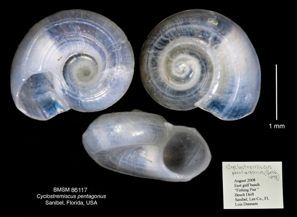 Cyclostremiscus pentagonus