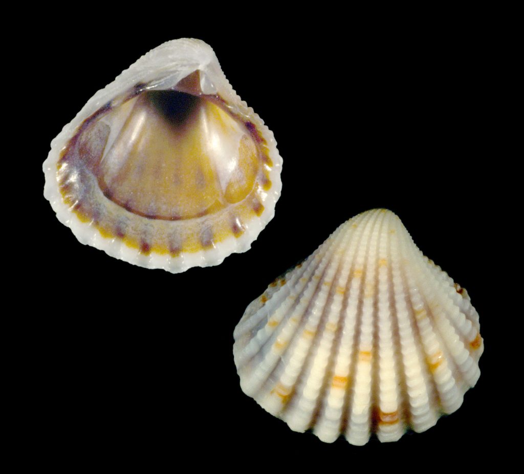 Three-tooth Carditid