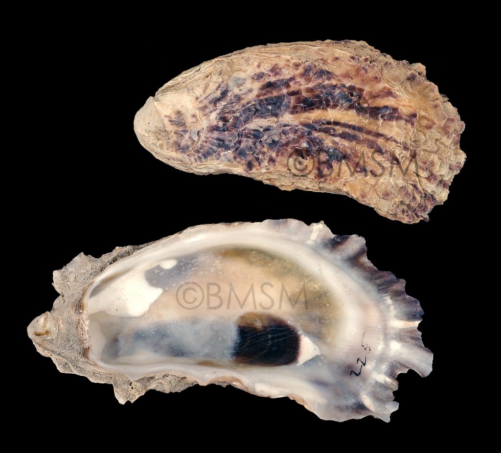 Eastern Oyster