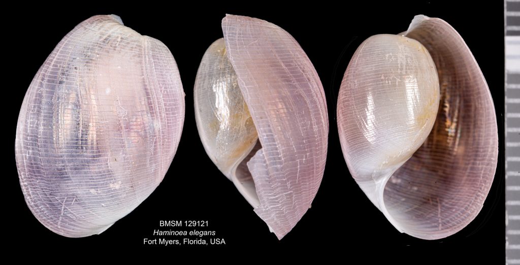 Haminoea elegans