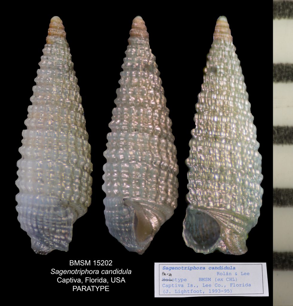 Sagenotriphora candidula