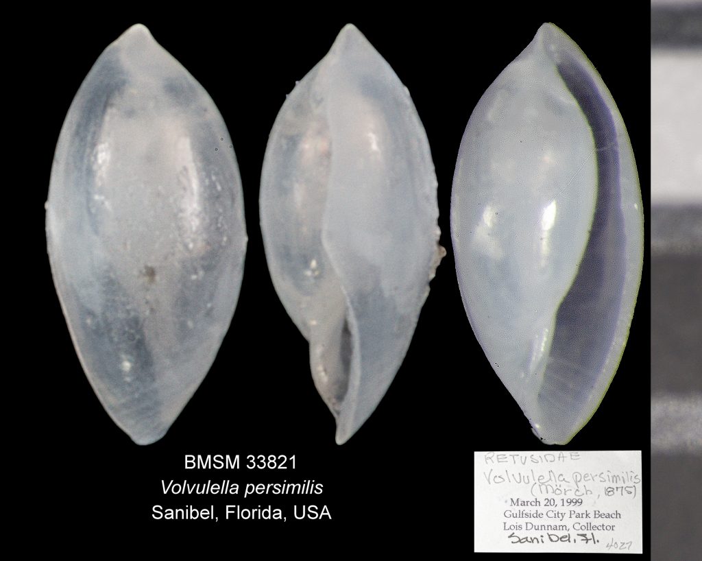 Southern Spindle Bubble